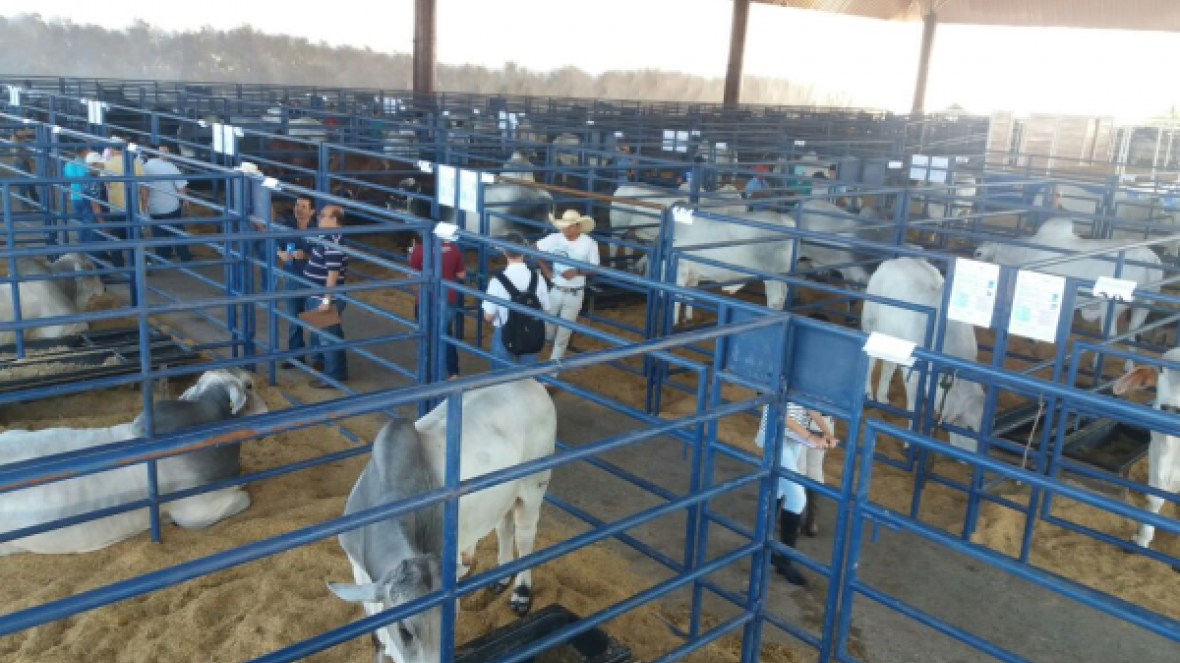 Na ExpoGenética 80 touros participam da sétima bateria do PNAT 
