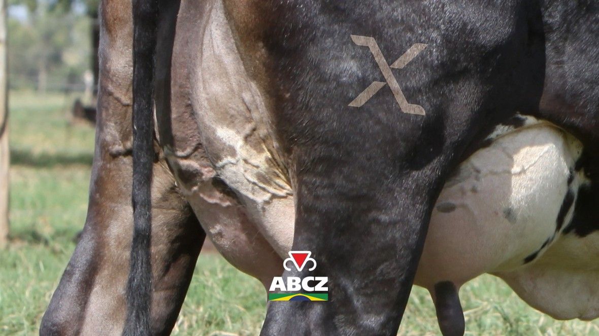 ABCZ lança marca F1 Max para certificar fêmeas leiteiras com genética superior