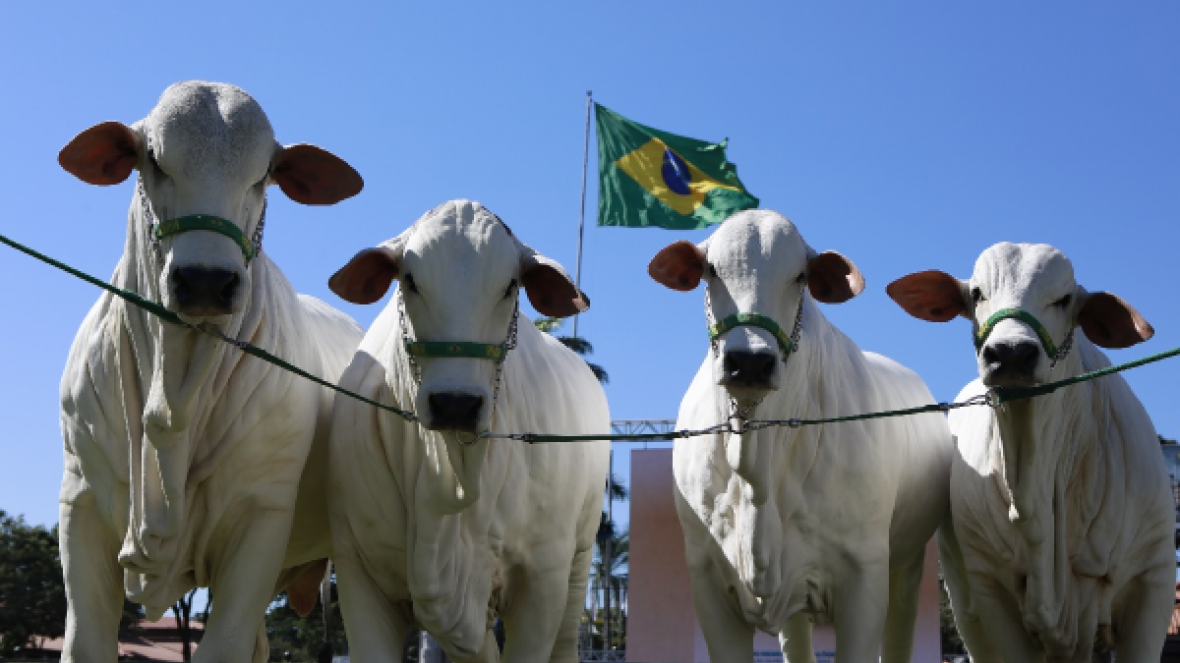 ExpoZebu 2018: domingo é marcado por início dos julgamentos no Parque Fernando Costa