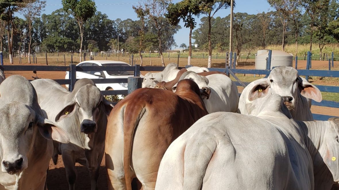 PNAT 2022: Touros participantes passam por pesagem final