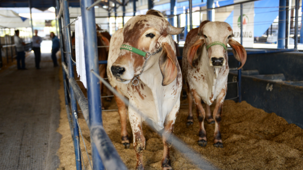 Feira do Pró-Genética é destaque durante e ExpoGenética 2018