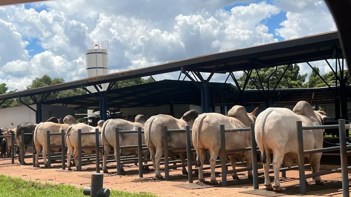 Nome comercial: conheça as vantagens de atribuir apelidos aos touros com RGD