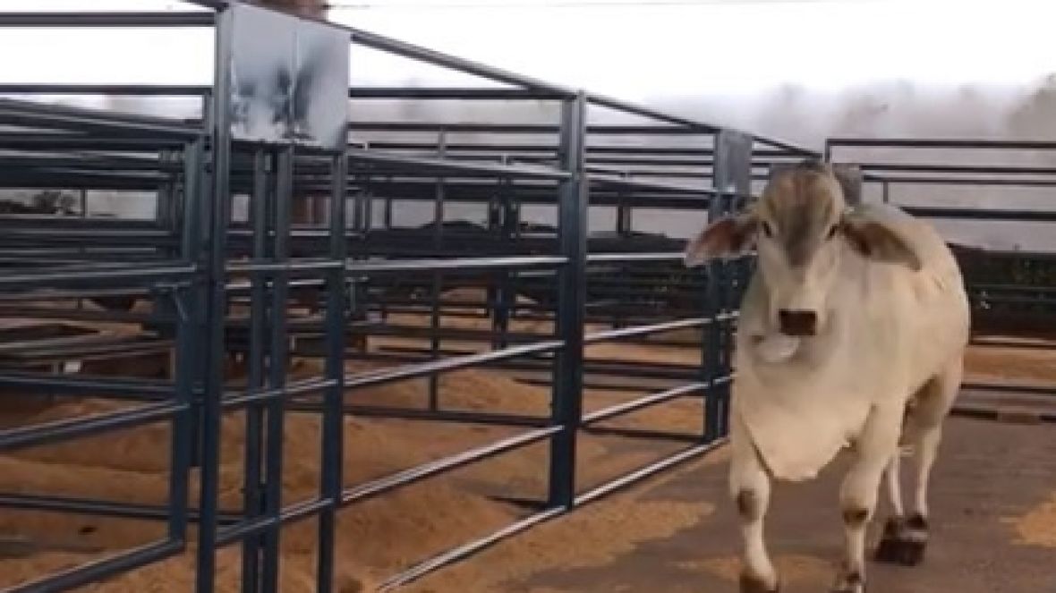 Touros participantes do PNAT 2018 já estão no Parque Fernando Costa