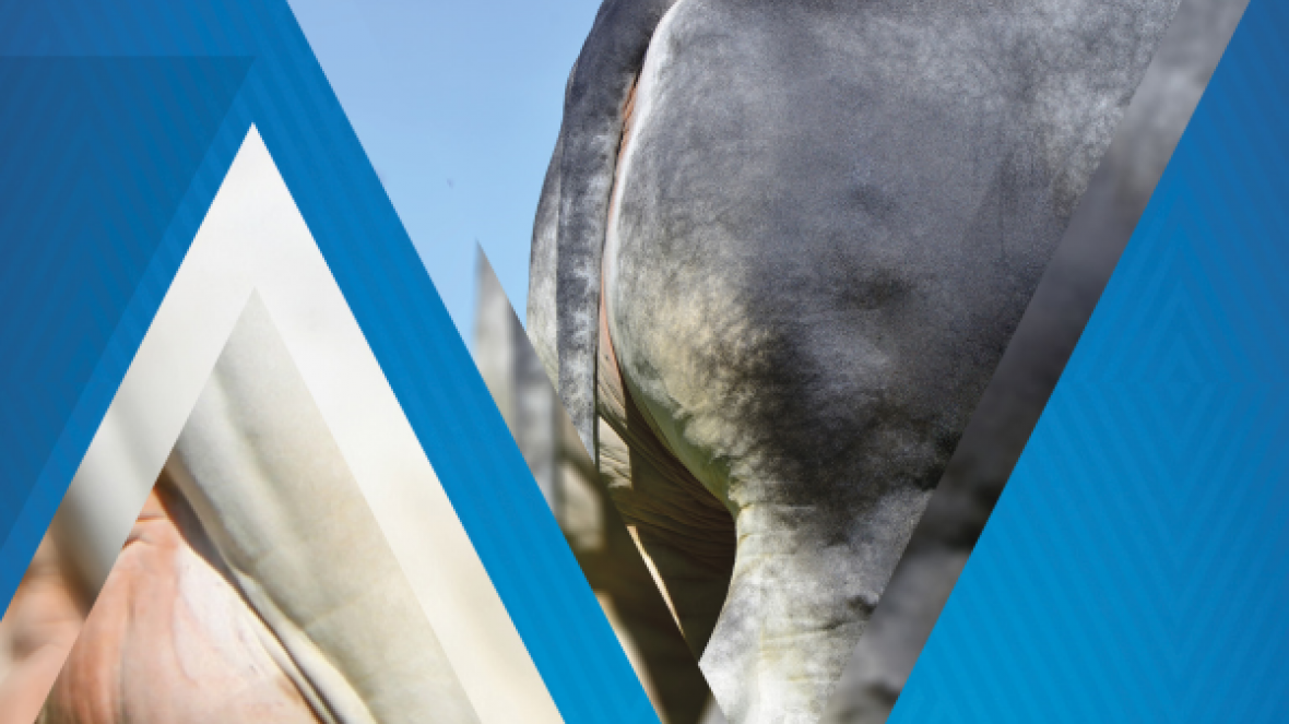 Guzerá lança guia de cruzamento durante ExpoZebu