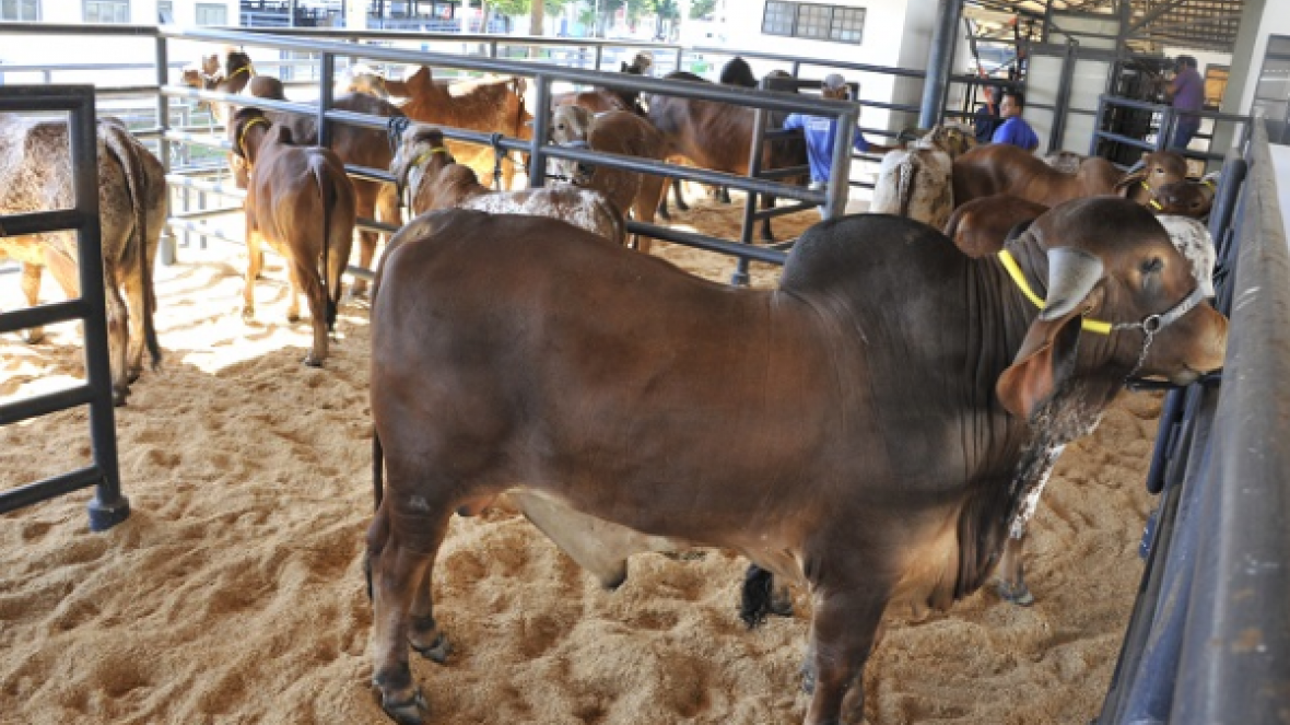 Inscrições de animais para ExpoZebu 2016 já estão abertas
