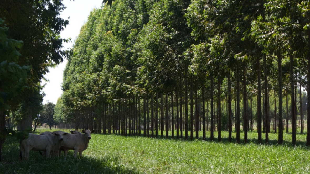 Estudo avalia melhores árvores para sombreamento no pasto