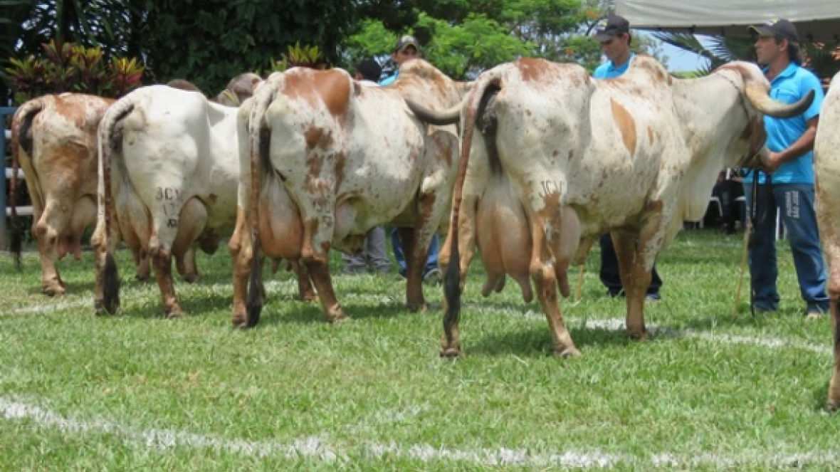Dia de Campo da São José do Can Can atraiu mais de 250