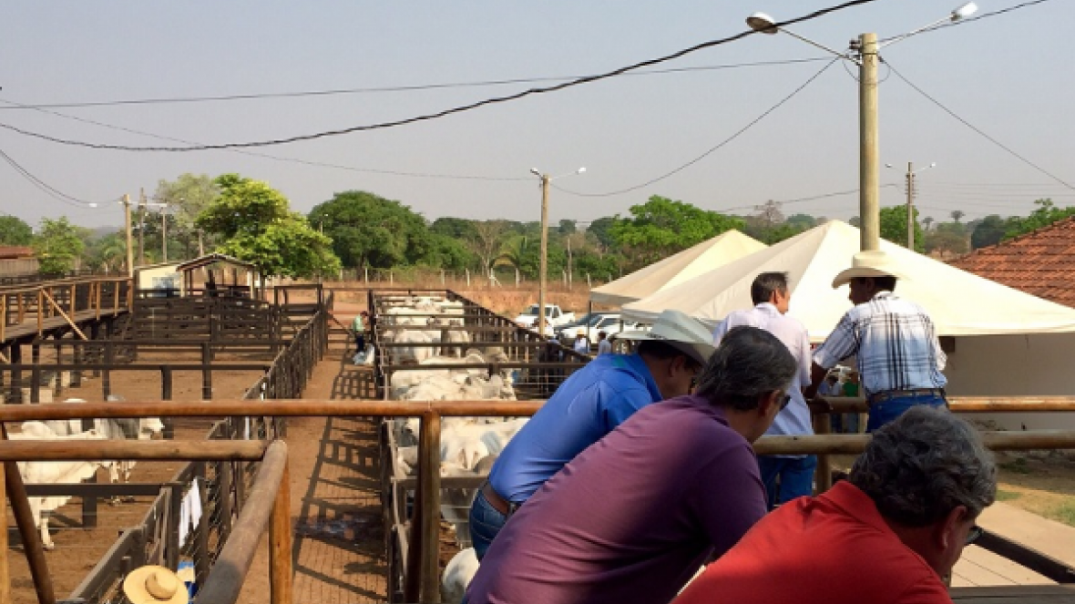 Semana fecha com quatro feiras do Pró-Genética