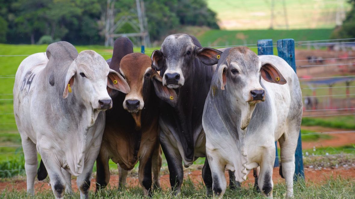 Prova de Eficiência e Performance Brahman entra na reta final