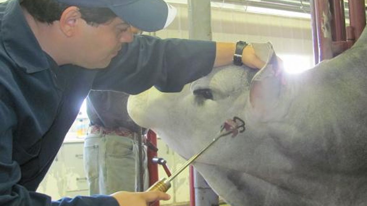 ABCZ registra primeiros zebuínos no Canadá