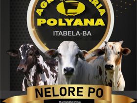 3º Leilão Virtual Agropecuária Polyana ofertará 90 exemplares de Nelore PO