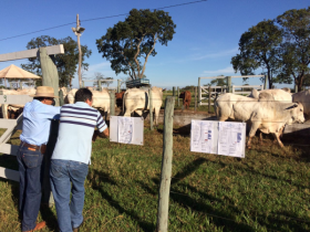 Pró-Genética oferece 48 touros em Carneirinho (MG)
