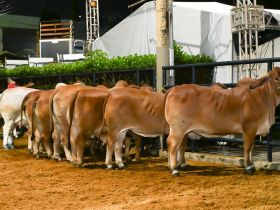 Raça Brahman terá agenda intensa na 90ª ExpoZebu