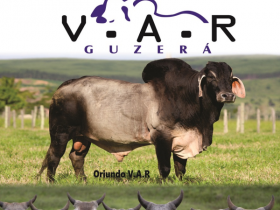 Técnico da ABCZ ministra palestra em Dia de campo na Bahia