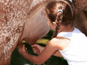 Gir Leiteiro é estrela em obra de Tatiane Tetzner 