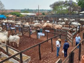 Confira as cidades que receberão Feiras de Touros Pró-Genética na segunda quinzena de outubro