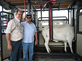 ABCZ realiza primeiros registros da raça Punganur durante a ExpoZebu 2019