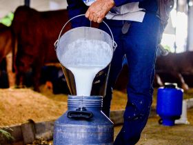 Inscrições para o 44º Concurso Leiteiro da ExpoZebu começam na segunda-feira (4)