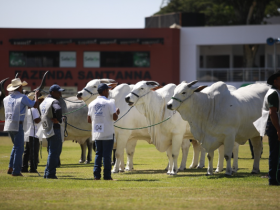 Inscrições de animais para ExpoZebu 2019 já podem ser feitas