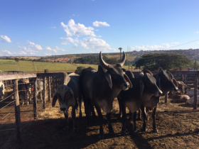 Julho movimentado do Pró-Genética com eventos em Minas e Rondônia