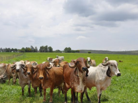 Divulgado regulamento da 2ª Prova de Produção de Leite a Pasto do Zebu Leiteiro da Embrapa Cerrados