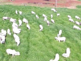 ABCZ anuncia segunda etapa do ?Zebu: Carne de Qualidade? 