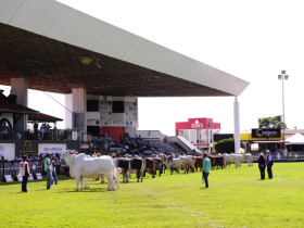 ExpoZebu 2019: Concurso Matriz Modelo divulga campeãs