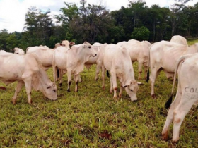 Abertas inscrições para 2ª Prova de ganho em peso a pasto "Amigos do Nelore"