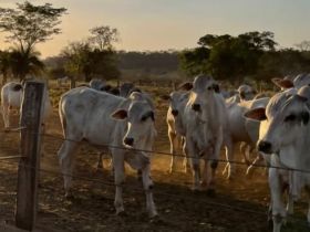 8ª PGP IDC da Criasul é aberta oficialmente em Rondonópolis (MT)