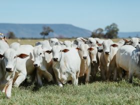 Inscrições para comercializar animais no 1º ABCZ Shopping já estão abertas