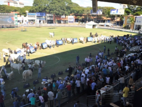 Grandes Campeões são festejados na ExpoZebu 
