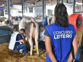90ª ExpoZebu: realizadas as primeiras ordenhas oficiais do 45º Concurso Leiteiro
