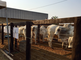 ABCZ e deputados defendem Pró-genética como política pública