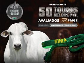 Rima Agropecuária oferta 50 touros Nelore PO no domingo (04), em leilão com retransmissão pela ABCZ TV