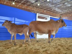 ExpoGenética: Inscrições abertas para o Prêmio Cláudio Sabino Carvalho