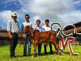 Indubrasil, o queridinho da Tailândia