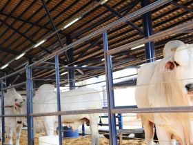 ExpoGenética 2022: Prazo para substituição de animais termina na próxima segunda (08)