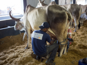 Começa concurso leiteiro de zebuínos na Megaleite 2015
