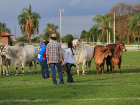ExpoBrahman anuncia os Grandes Campeões de 2020