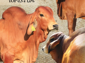 Leilão homologado pelo PMGZ oferta Red Brahman