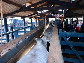 PNAT 2025: resultados do TDEA e lista de touros classificados serão apresentados nesta quinta (31)