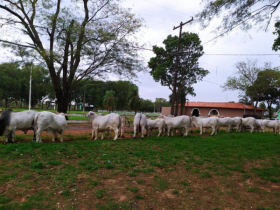 ExpoBrahman 2020 supera expectativa de animais inscritos