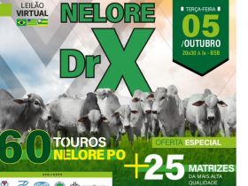 Vem aí o 1º Leilão DRX de Touros Nelore PO