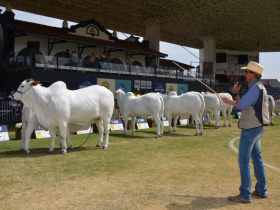 Julgamentos da Raça Nelore na Expoinel 2017 começam na próxima semana
