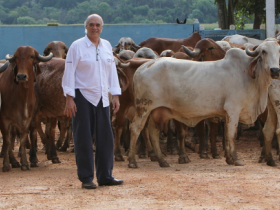Guabi e Fazendas do Basa são novos associados do Brazilian Cattle