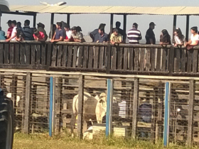 Sul de Minas apresenta forte demanda por touros do Pró-Genética