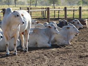 ABCZ divulga lista de touros candidatos ao PNAT 2021