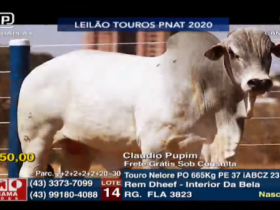 Leilão Touros PNAT 2020 dobra média em relação a 2019