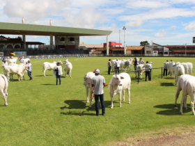 Expoinel Minas e mais quatro feiras movimentam PFC
