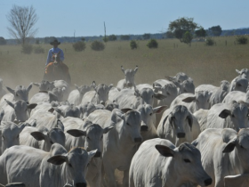 Rebanho bovino cresce 3% em Mato Grosso, mas abates reduzem 15%